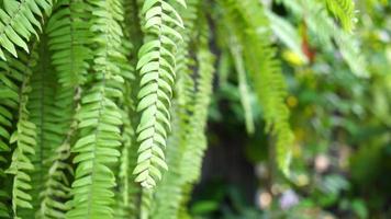 hanging fern leaves with copy space video