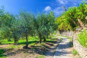 Pedestrian hiking stone path trail between Corniglia and Vernazza villages with green trees photo