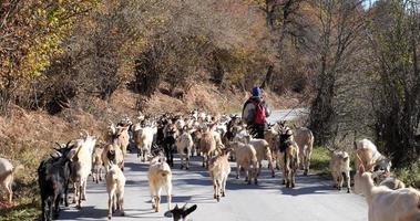 pastor andando na estrada com suas ovelhas. cenário de outono. levando as ovelhas para o pasto. estilo de vida tradicional. video