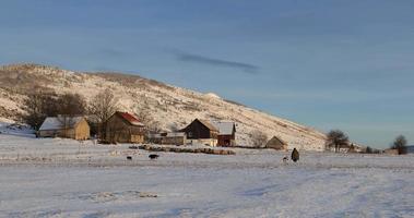 Shepherd walking back home with his sheep and dogs during sunset in winter. Beautiful golden hour. Small village surrounded by mountains. Snow covering the ground. Traditional lifestyle. video