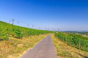 ruta de carretera en viñedos campos verdes con hileras de vid en colinas en el desfiladero del Rin o en el valle del río Rin foto