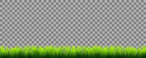 Green realistic grass border isolated on transparent background vector