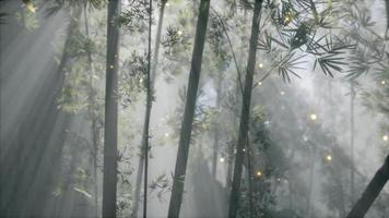 floresta de bambu asiática com clima de neblina matinal video