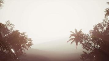 foresta pluviale tropicale di palme nella nebbia video