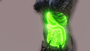corpo humano transparente com sistema digestivo visível