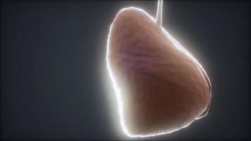 loop 3d rendered medically accurate animation of the human lung video