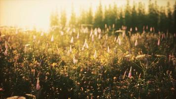 fleurs des champs sauvages au coucher du soleil d'été video