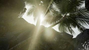 grote palmen in stenen grot met zonnestralen video