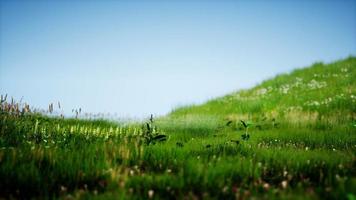 champ d'herbe fraîche verte sous le ciel bleu video