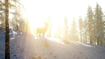 fier noble cerf mâle dans la forêt de neige d'hiver video