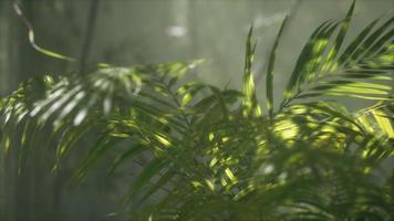 bright light shining through the humid misty fog and jungle leaves video