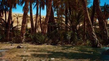 palm trees in the Sahara desert video