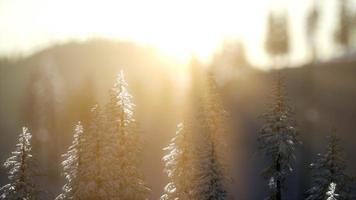 splendida scena di Natale nella foresta di montagna. alba invernale colorata video