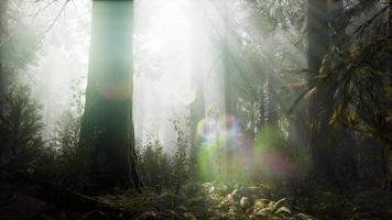 Sonnenuntergang auf dem Riesenwald, Sequoia National Park, Kalifornien video