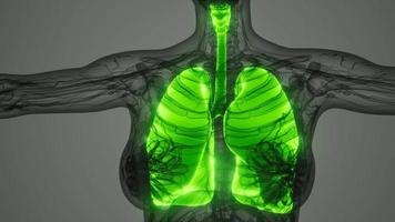 análisis de anatomía científica de los pulmones humanos video