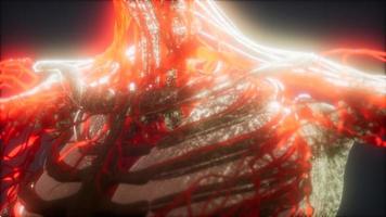 Animação medicamente precisa renderizada em 3D do coração e vasos sanguíneos