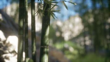 fundo de floresta de árvores de bambu verde video