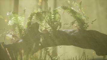 horizontally bending tree trunk with ferns growing, and sunlight shining video