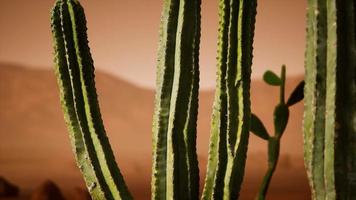 Wüstensonnenuntergang von Arizona mit riesigem Saguaro-Kaktus