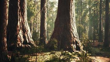 sequoias gigantes no bosque da floresta gigante no parque nacional das sequoias video