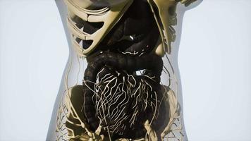 anatomía detallada del sistema digestivo humano video
