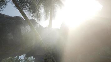 Big Palms in Stone Cave with Rays of Sunlight video