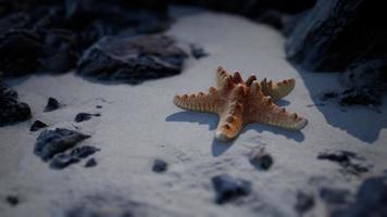 estrellas de mar en la playa de arena al atardecer
