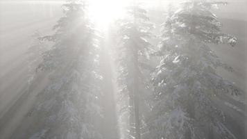 Misty Fog in Pine Forest on Mountain Slopes video