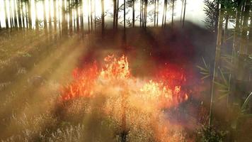 vinden blåser på ett flammande bambuträd under en skogsbrand video