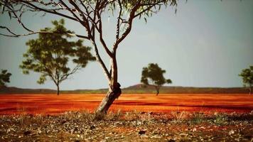 savane africaine sèche avec des arbres video