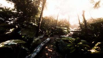 lapso de tempo de uma selva tropical nas montanhas de porto rico video