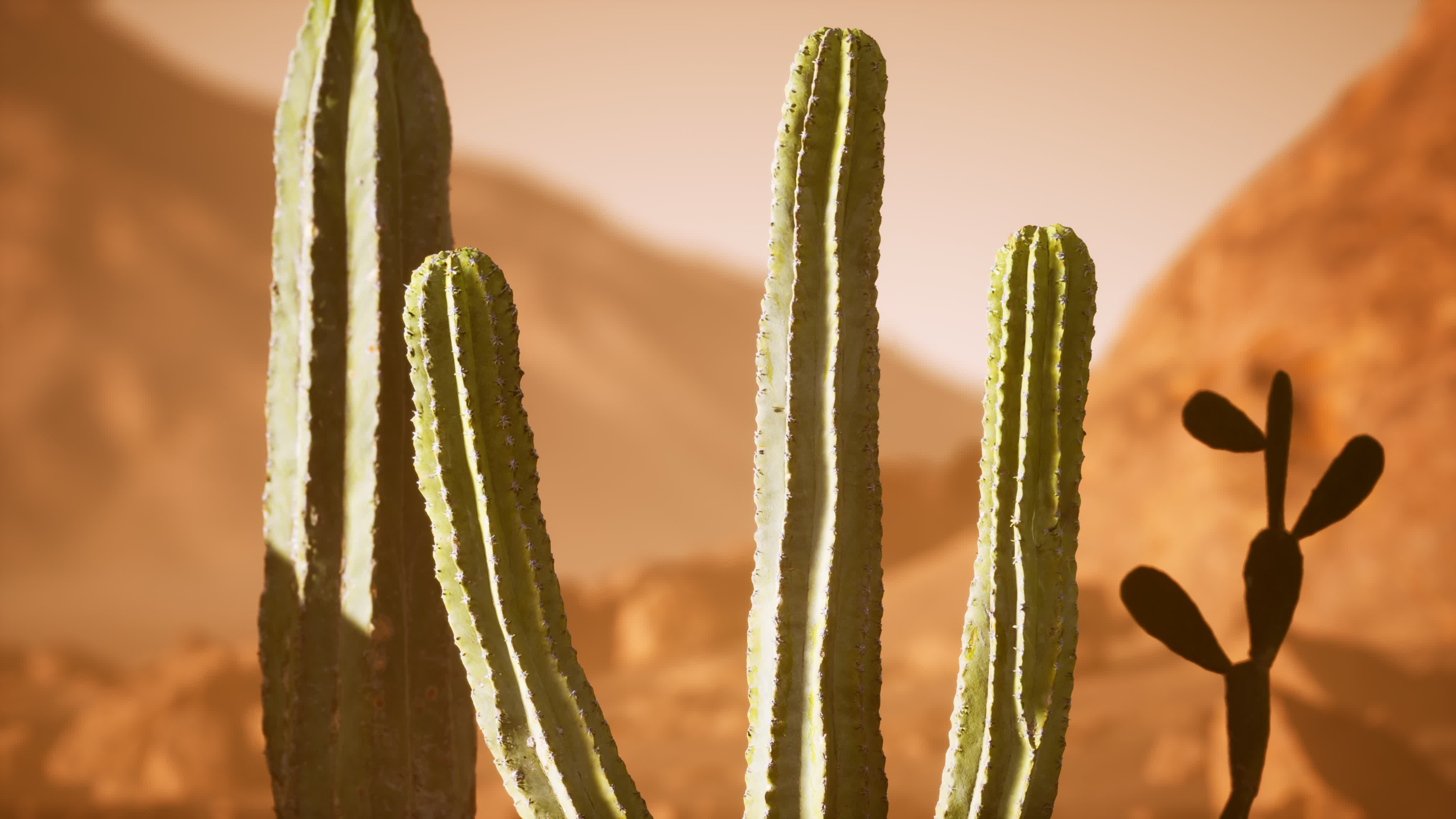 Arizona desert sunset with giant saguaro cactus 6111282 Stock Video at ...