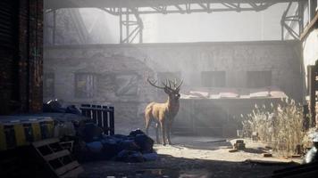 ciervos salvajes alojados en las calles de una ciudad abandonada video