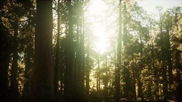 hyperlapse na floresta de sequoias do nascer do sol video