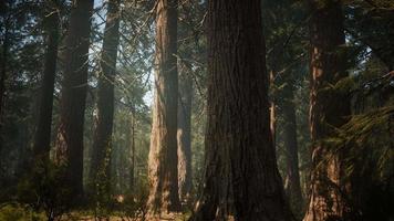 Sunset on the Giant Forest, Sequoia National Park, California video