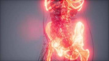 Transparent Human Body with Visible Bones video