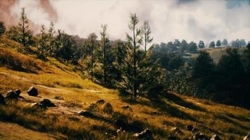 tramonto in montagna con erba verde e alberi video