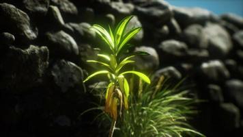 grass and stone wall in the north of England countryside video