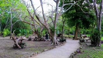 Tropical jungle plants trees walking trails Muyil Mayan ruins Mexico. video