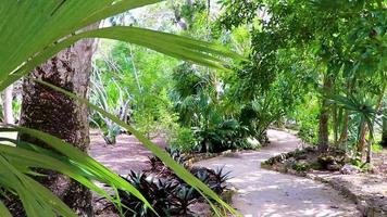 tropische jungle planten bomen wandelpaden muyil mayan ruïnes mexico. video