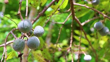 arbre de plante tropicale avec graines de boules de fruits ronds verts mexique. video
