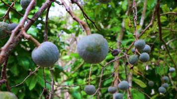 árvore de planta tropical com sementes de bolas de frutas redondas verdes méxico. video
