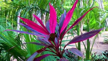 Tropical purple pink Ti Plant plant Muyil Mayan ruins Mexico.