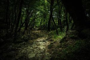 camino de piedra en un denso y espeso bosque verde, monasterio de ostrog, montenegro foto
