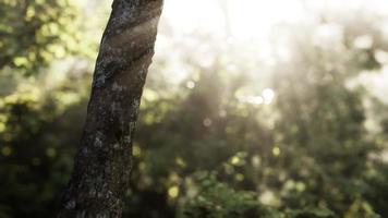 Foggy forest in early morning video