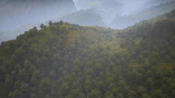 árvores no prado entre encostas com floresta no nevoeiro video