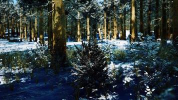 forêt de conifères couverte de neige aux beaux jours video