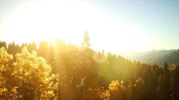 Aerial view of the beautiful autumn forest at sunset with green pine trees video