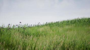 Field of green fresh grass under blue sky video