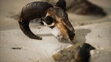 cráneo con cuernos de carnero en la playa video